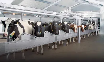 Milk revolution: Reviving the dairy sector
