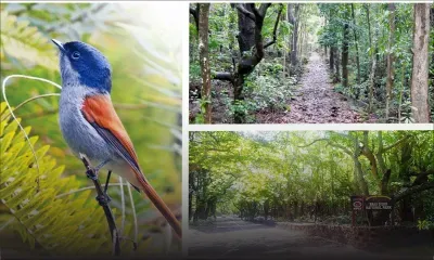 Bras D’Eau National Park: A natural sanctuary of the eastern coast