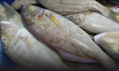 Fisheries Transparency Initiative - Secteur de la pêche : Maurice pèche par manque de transparence 