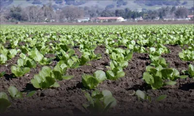 Seeds sector development gets foreign help