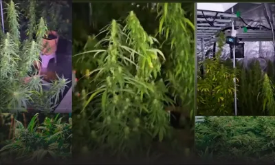 À Pointe-aux-Piments : un homme utilise une chambre pour cultiver du cannabis chez lui