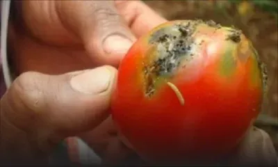 La chenille Tuta absoluta inquiète les planteurs de tomate : vers une hausse des prix, selon Kreepalloo Sunghoon