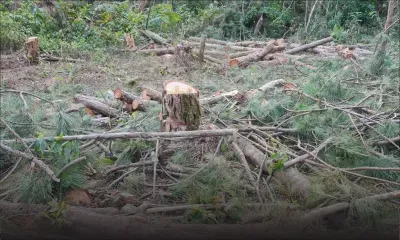 Abattage illégal et vol de bois : Deux arrestations et trois personnes recherchées