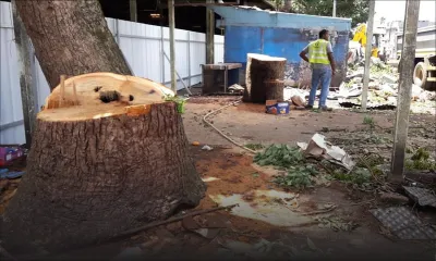 Travaux à Vacoas : Joanna Bérenger dénonce l’abattage d'arbres