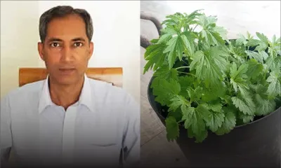 Lutte contre le Covid-19 : la plante connue comme ‘Ney’ ou l’herbe chinois’ peut être efficace selon le naturopathe Imran Abdool