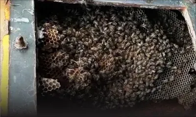 Pamplemousses : un apprenti apiculteur nous montre comment il manipule une ruche sauvage