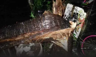 Un palmier tombe sur sa moto à Cité La Caverne : un jeune motocycliste s'en sort de justesse 