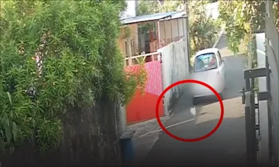 Cruauté envers un animal : une voiture fait marche arrière à deux reprises et écrase un chiot 