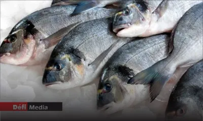 Du 1er au 20 décembre : l’importation de 400 tonnes de poisson "Capitaine" autorisée