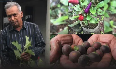 Afjul Toraub : l’homme à la main verte 