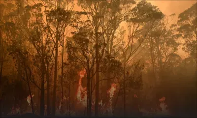 Incendie en Australie : des Mauriciens à Sydney vivent dans l’inquiétude 
