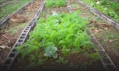 Cherté des prix : ces Mauriciens qui cultivent leurs légumes 