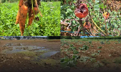Le bilan post-pluies torrentielles : ces champs agricoles dévastés