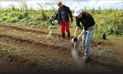 La pomme d’amour entre Rs 20 et Rs 35  le demi-kilo