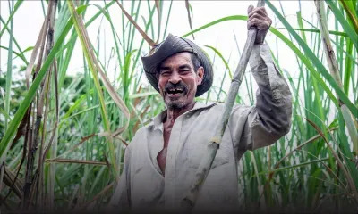 Face à la pénurie de main-d’œuvre - agriculture et sucre : le GM veut recruter 2 500 ouvriers étrangers