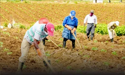 Vieillissement de la main-d’œuvre agricole : 85 % des planteurs ont plus de 40 ans