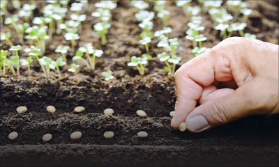 Agro-Industry: Setting up of a National plant variety and seeds office