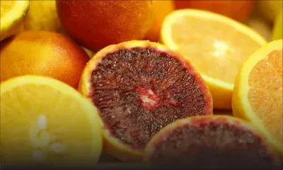 Autour de la Méditerranée, les agrumes risquent de disparaître