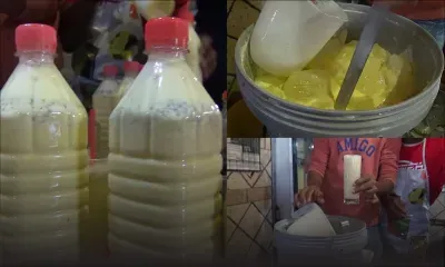 L’alouda ne connaît pas l’effet d’hiver 