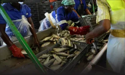 Dans l'Angola pétrolier en crise, le rêve de la diversification par la pêche