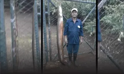 Beau-Champ : une anguille de 40 kilos pêchée dans une rivière