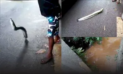 Anguille sous… l’eau boueuse à Pamplemousses !