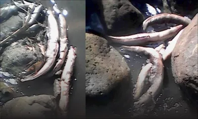 Rivière Tabac : anguilles et poissons morts