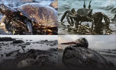 De fausses photos de la marée noire circulent sur les réseaux sociaux