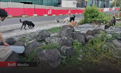 Manque de riz ration : des militants pour la protection des animaux s’inquiètent 