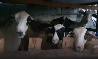 Neuf bœufs et neuf moutons disparaissent d’une ferme : deux suspects arrêtés