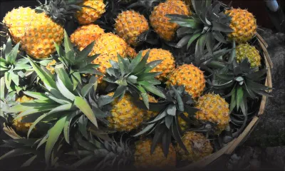 Congomah : il vole Rs 42 000 d’ananas pour les revendre à Rs 4 300 