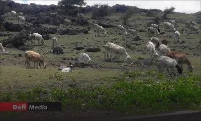 Fièvre aphteuse : 100 000 doses de vaccin acheminées vers Rodrigues