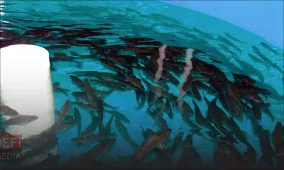 GrowFish : le ministère de l’Environnement fait appel 