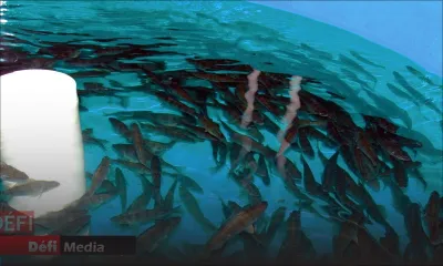 Affaire Growfish : «Nous sommes prêts à défendre notre position en Cour suprême», déclare Virginia Lamarque