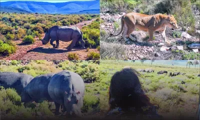 Aquila Safari : au cœur du royaume sauvage