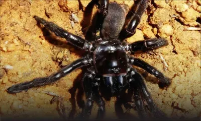 Australie: la doyenne présumée des araignées tuée par une guêpe