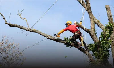 Tempête Belal - CEB : Opération d'élagage d'arbres à travers l’île