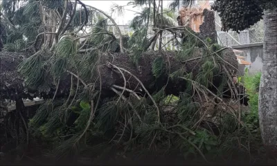 Alerte cyclonique III : ne sortez pas ! 