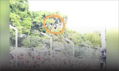 Finale de football Maurice/Réunion : deux spectateurs perchés sur un arbre pour suivre la finale 