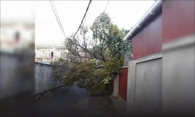 Cyclone Berguitta : un arbre s'effondre et provoque une coupure d'électricité 
