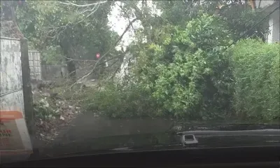 Alerte cyclonique 3 - Grand-Bois : des branches sont tombées sur la chaussée arrachant des fils électriques 