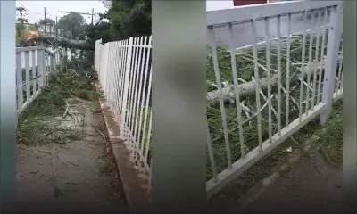 Emnati : chute d’un arbre dans la cour du tribunal de Mapou 