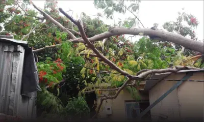 Cassis : un arbre tombe sur une maison 