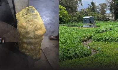 À Bambous : des voleurs sévissent dans les plantations d’arouilles violettes 