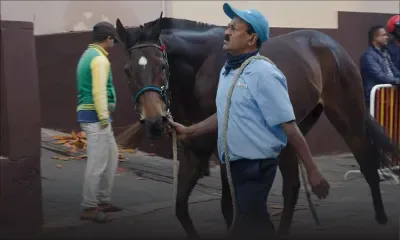 À la marche : les chevaux en forme pour la journée du Maiden