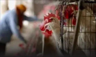 Grippe aviaire: un total de cinq élevages touchés en France