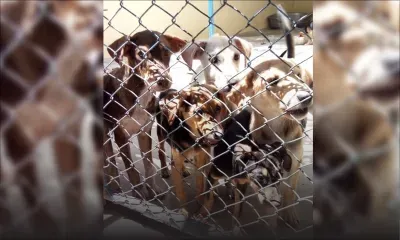 Rose-Hill : journée d’adoption pour recueillir un chien