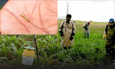 Chenilles légionnaires : le FAREI se veut rassurant sur toute propagation à grande échelle 