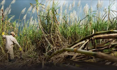 National Biomass Framework : un plan crucial pour l’élimination du charbon d’ici 2030