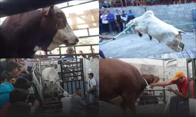 Qurbani 2018 : les étapes avant le sacrifice